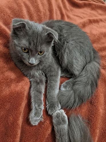 Продажа кошек: Шотландские вислоухие котята (Scottish Fold), окрас голубой. - — 2