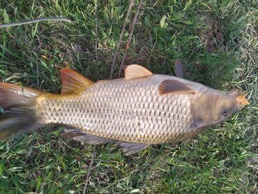 сазаны: Продаю Рыбу Недоросток Толстолобик Белый Амур Сазан 
цена 350кг