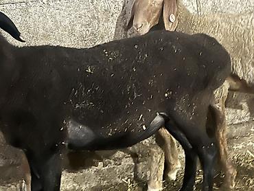 немецкий овчарка цена: Продаю | Овца (самка), Баран (самец) — 7