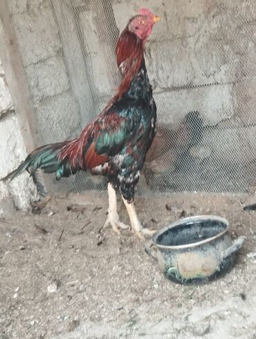 манчкин кот цена бишкек: Xoruz, il: 1, Ünvandan götürmə