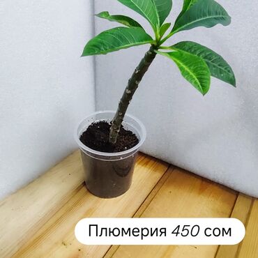 геран гулу жонундо маалымат: Плюмерия экзотическое теплолюбивое растениялюбит солнце) высота
