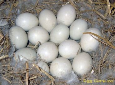 Птицы: Продается утиные яйца инкубационные.
Район Канта