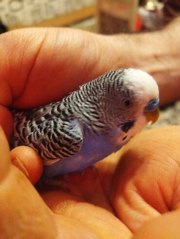 Tutuquşları: Məhəbbət quşları satilir cüt əl quslari bala verməyə meili təcili — 13