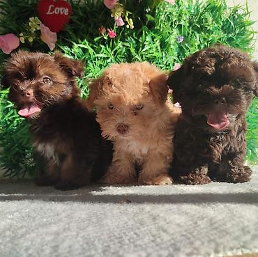 činčila cena: Kennel Fortuna Pata from Belgrade, in Serbia offers purebred Bolonka — 1