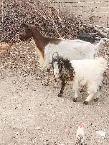 südlük keci: 3 4 qarın doğub 
balası Erkeyi çəpişdi
razılaşmaq olar — 2