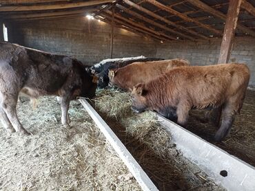 Коровы, быки: Продаю | Бык (самец) | На откорм, На забой, Для разведения | Племенные