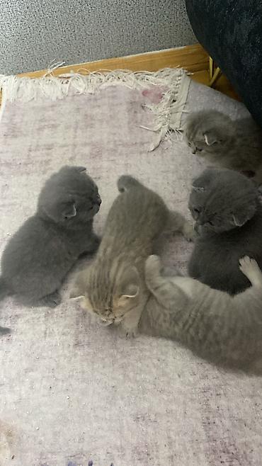heyvanlar quslar: Atasi Ve anasi Temiz sotlanddi Saglamdilar Ciddi sexsler narahat etsin — 6