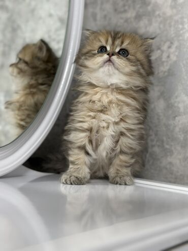 Pişiklər: Britan, Dişi, Yaxşı əllərə, Ünvandan götürmə, Pulsuz çatdırılma, Ödənişli çatdırılma — 1