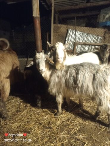 Keçi, çəpiş: Satilir 7 bas disi keci cepis damazliga tam yararli elde saxlanan — 4