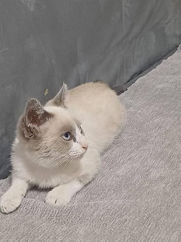 нужна кошка: Отдадим в хорошие руки 🤝 Котёнок активный и любопытный малыш. есть — 5