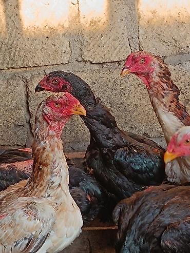 kakadu quşu: O shamo fereler 50-100 azn arasi xoruz 100 150 azn.Sumqayit — 4
