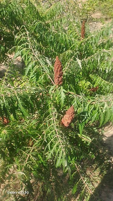 qara qarayevde: Satılır: Albali qəsəbəsində 2 mərtəbəli, 6 otaqlı fərdi yaşayış evi — 8