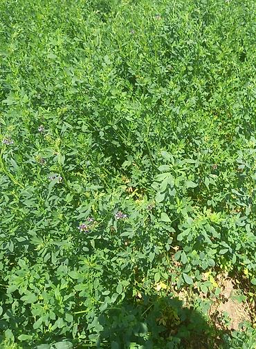 toyuq satisi: Hal hazirda Yonca (Medicago sativa) becerilib 3 hektar torpaq sahəsi — 2
