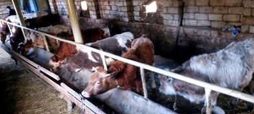 Dana, buzov: 4 erkey 1 dışı dana satiram.mallar Qusar rayonundadi.diri çekileri 210 — 10