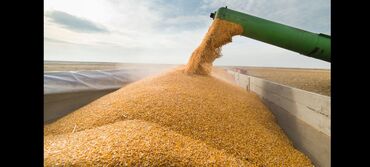 117 объявлений | lalafo.kg: Куплю пшеницу от 10 до 1000тонн.
Можно самовывозом