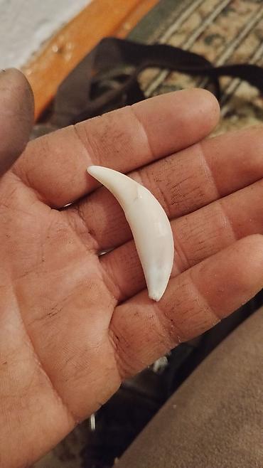 Кулоны и подвески: Кулон, Унисекс, Форма: Животные — 6