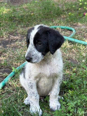 продаю охотничий собаку дратхар: Продаются щенки дратхаара от родителей-рабочих с отличной родословной