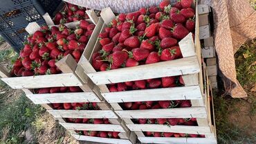 орехи продам: Клубника Оптом