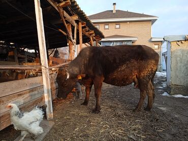 корова бишкек: Продаю | Корова (самка) | Алатауская | Для молока | Стельные