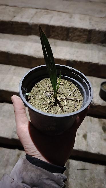 bitki toxumlari: Məhsul: Xurma (palma) fidanları – qablarda Təsvir: - Qara plastik — 2
