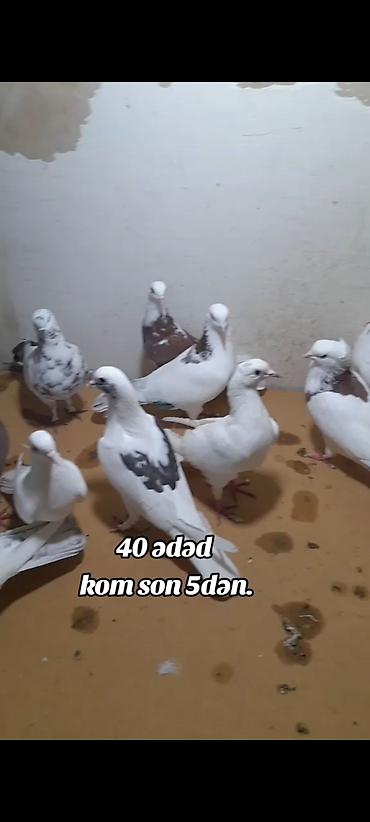pisik yemi topdan: Kom 5 manatdan 40 ədəd quşdu bədrəng yoxdur hamsı ağ nişan quşlardı — 4