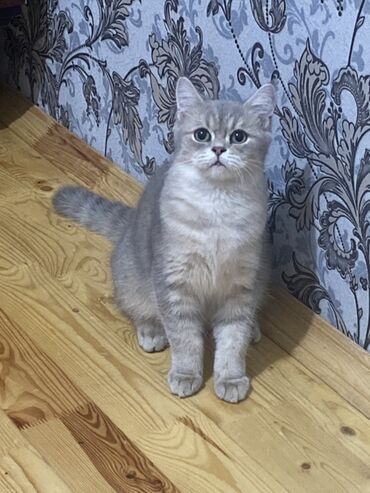 pişiklər üçün bit dərmanı: Шиншилла, Самец