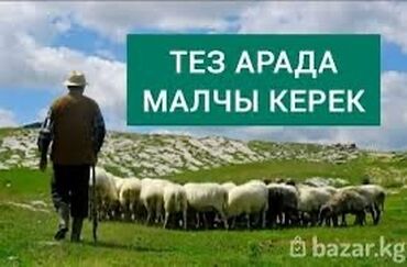 Другие услуги: Малчы керек, Кант шаары Боз бормак айылы
айлык суйлошуу болот