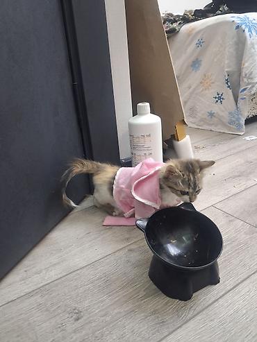 котёнок девочка: Беспородная, 2 месяца, Девочка, Приучена к лотку, Проглистована — 10