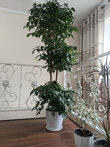 ботанический сад: Крупномерное комнатное дерево — шеффлера (Schefflera arboricola) на — 3
