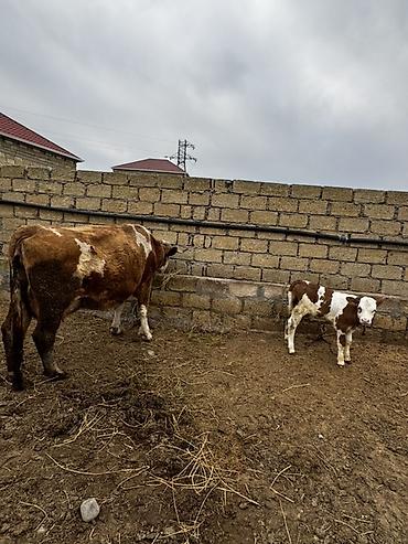 Inəklər, öküzlər: Simmental inək satılır. 27 günlük dişi balası var. 3-cü balasıdır — 6
