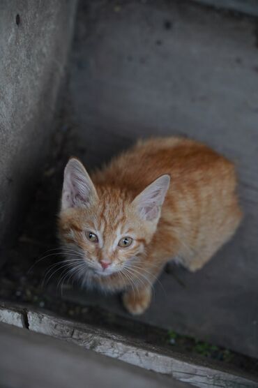 кошка токмок: Котёнок в добрые руки

девочка