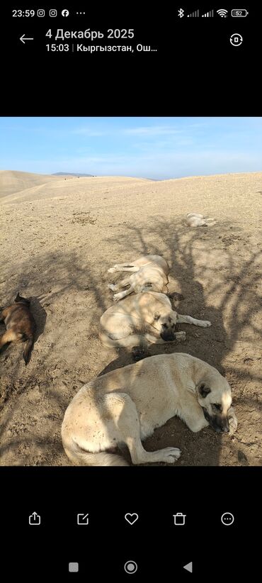 Продажа собак: Кангал чистокровный Пастушьи собаки крупного типа (светло-палевый — 4