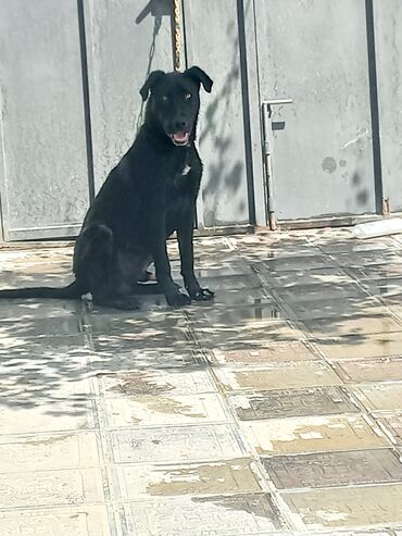 qafqaz coban iti satisi: Labrador-retriver, 8 ay, Erkek, Peyvəndli, Ünvandan götürmə