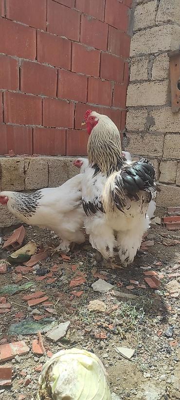 brama toyuqları: Курица, Brama, Для разведения — 6
