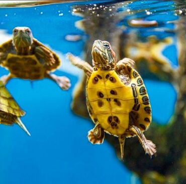 живые черепахи: Черепаха красноухая