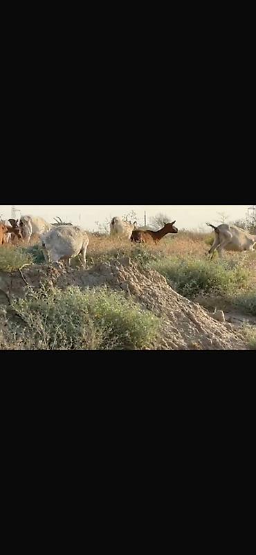 sane keci: Agribal alpin ober(H) sanen 3 ed ana oberhas 6 ed sanen 1 ed ana heleb — 6