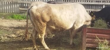 Коровы, быки: Продаю | Корова (самка) | Алатауская, Швицкая | Для молока | Стельные, После отела