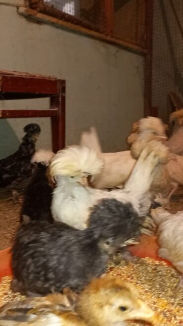 Cücələr: Məhsul: Toqquz-tüklü (toppuzbaş) dekorativ cücələr və gənc toyuqlar — 5