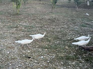 Tovuz quşları: Tovuzquşu balaları - Ağcabədi rayonunda yerləşir. - cütü 150 azndir -da lalafo.az — 15 Tovuz quşları: Tovuzquşu balaları - Ağcabədi rayonunda yerləşir. - cütü 150 azndir — 15
