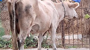Inəklər, öküzlər: Üçüncü qarına yeddi aylıq boğazdı Süni mayalanma olunub hazırda — 4