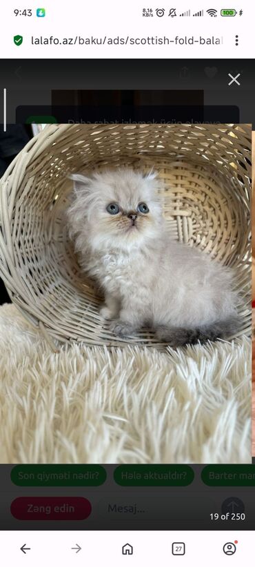 Pişiklər: Britan yastı qulaq, Erkək, Dişi, Yaxşı əllərə, Ünvandan götürmə, Pulsuz çatdırılma, Ödənişli çatdırılma — 36