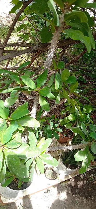 Молочайлар: Молочай Миля (Euphorbia milii), крупный кустовой экземпляр - Вид — 1