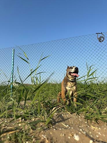 ucuz it yemleri: Pitbul, 7 il, Erkək, Cütləşmə üçün — 3