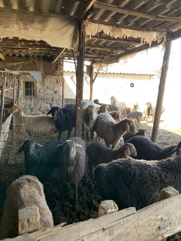 Бараны, овцы: Продаю | Овца (самка), Баран (самец) | Гиссарская | На забой, Для разведения