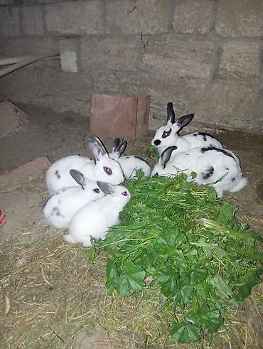bakida cins ineklerin satisi: Məhsul: Dovşan balaları Təsvir: - Qobu Vüsal Marketdə dovşan — 2