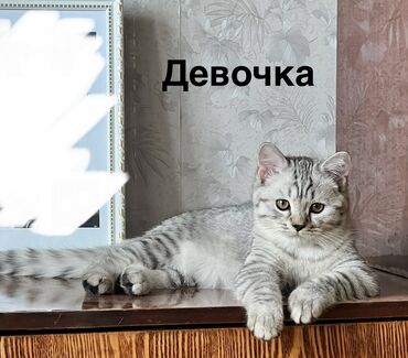 британская короткошёрстная кошка сколько стоит: Британские короткошёрстные котята серебристого окраса (мрамор и