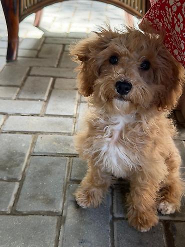 Maltipu (Maltipoo) balası – dişi Rəng: “ice gold” / buzlu krem Doğum