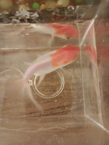 Balıqlar: Oranda, Sülhsevər — 8