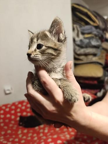 Отдам даром кошку: Котята девочки мальчики 1,5 месяца (серые мальчики, чёрно-белым — 2