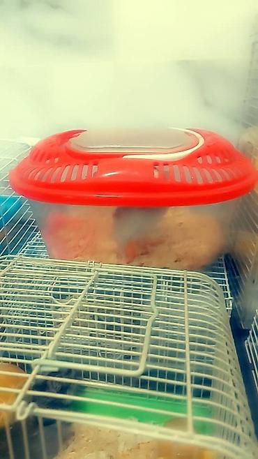 Зоотовары: Клетки очень дешево. распродаю остатки. цены от 500 до 1200 сом — 12